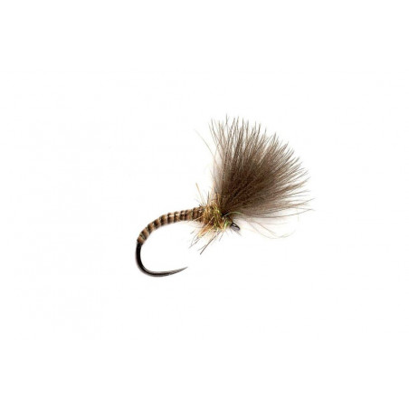 Mosca Quill CDC